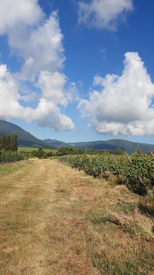 Appartamento Ravissant studio dans un cadre agréable Soultz-Haut-Rhin Esterno foto